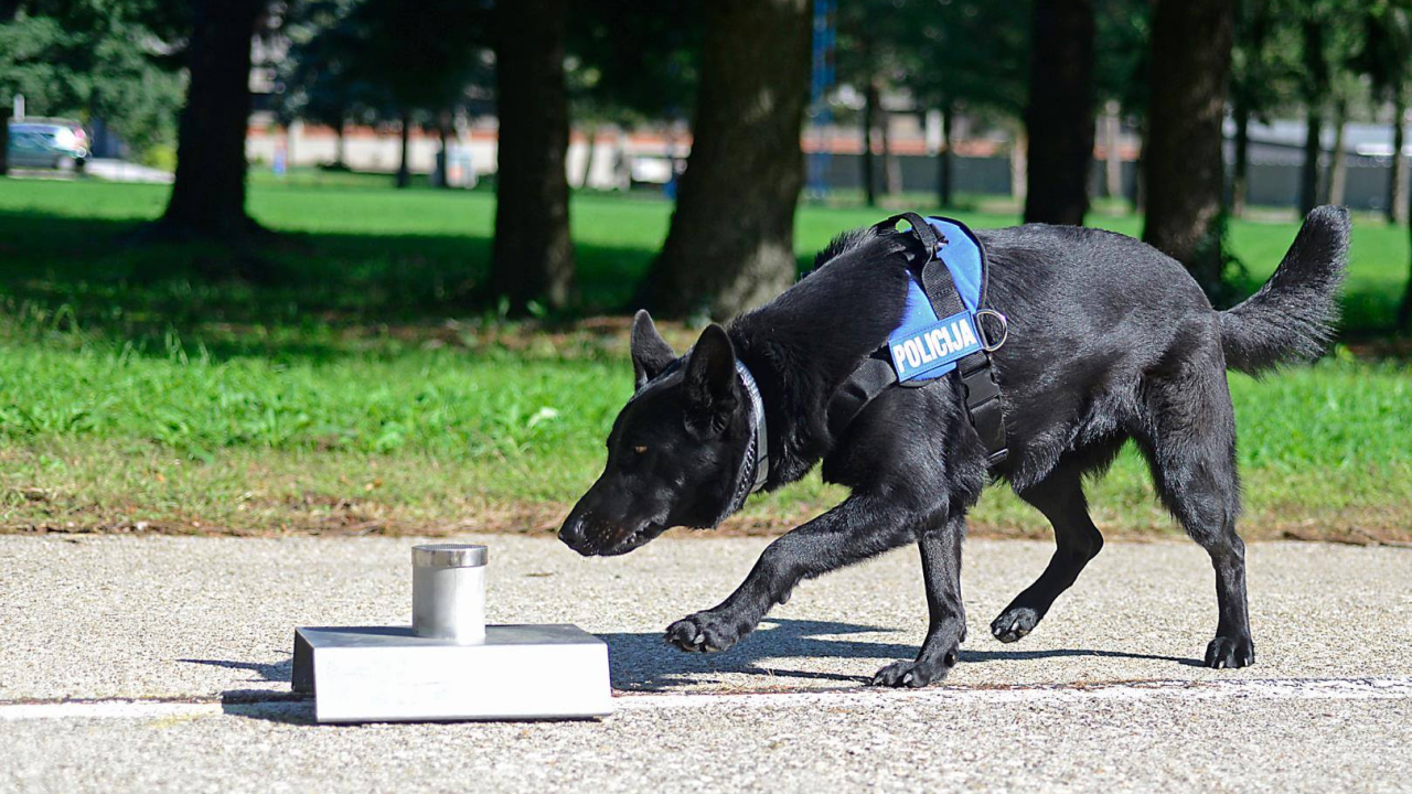 Policija pretresla stan Biličanina (41) i uz pomoć psa pronašla drogu
