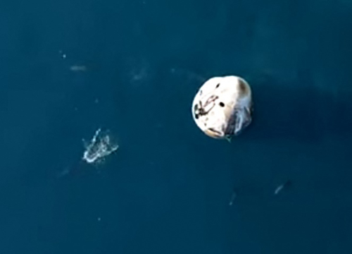 Astronauti se vratili na Zemlju: U moru ih dočekali dupini