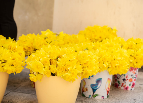 Dan narcisa u Šibeniku: Liga protiv raka podiže svijest o prevenciji i ranom otkrivanju raka dojke