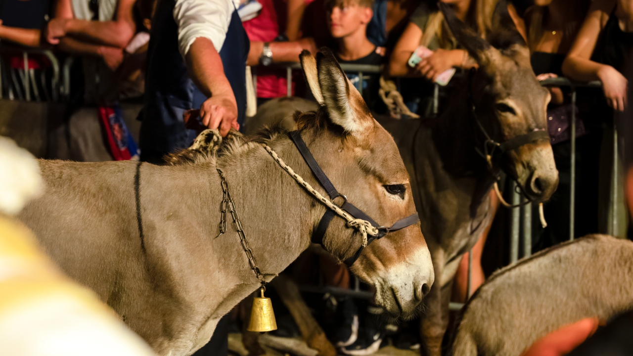 U Tribunju u podne snimanje milenijske fotografije Šime Strikomana: 'Pridružite se!'