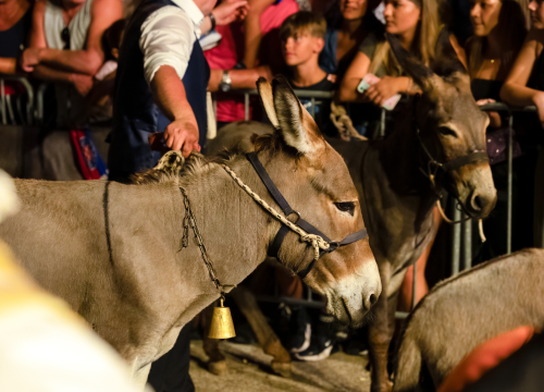 U Tribunju u podne snimanje milenijske fotografije Šime Strikomana: 'Pridružite se!'