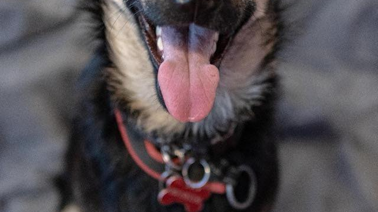 Kastrirana, cjepljena i naučena na kućni red: Šibenske šape traže dom za prekrasnu mladu Neru