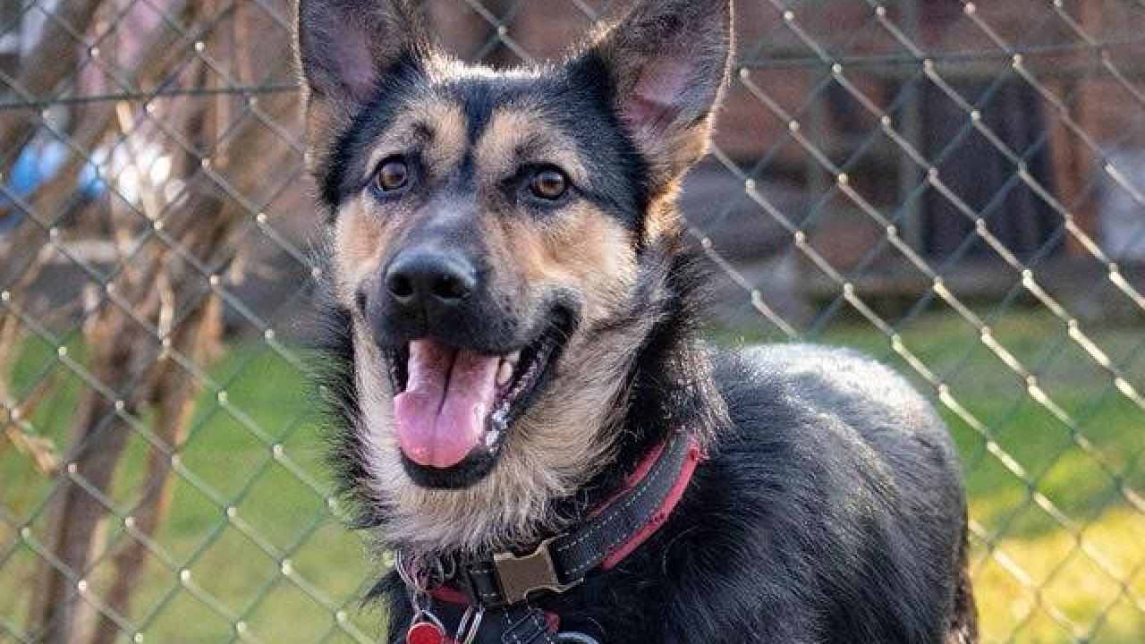 Kastrirana, cjepljena i naučena na kućni red: Šibenske šape traže dom za prekrasnu mladu Neru