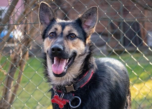 Kastrirana, cjepljena i naučena na kućni red: Šibenske šape traže dom za prekrasnu mladu Neru