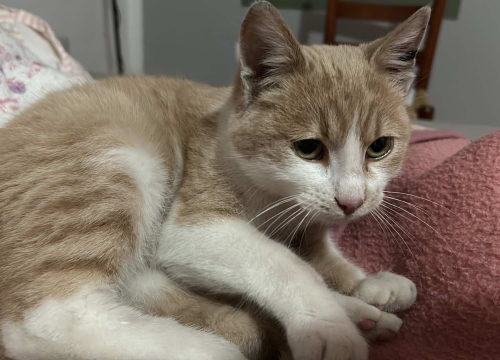 Udruzi Mace Funcutice potrebna pomoć: 'Barem podijelite naš apel'