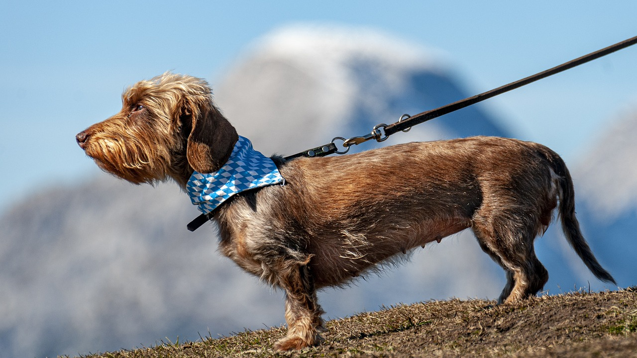 Pasji rep govori više od tisuću riječi: Svaki pokret ima svoje značenje