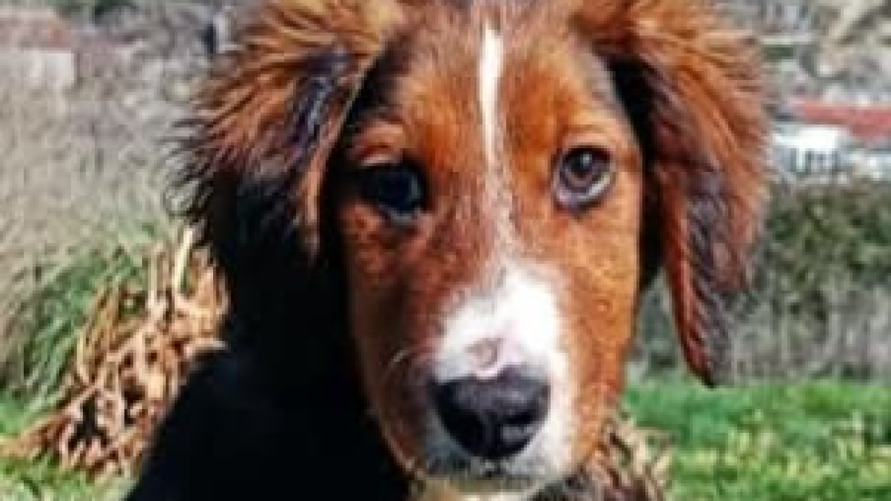 Milo iz Šibenskih šapa traži svoj zauvijek dom: Veselo štene koje će vam ukrasti srce