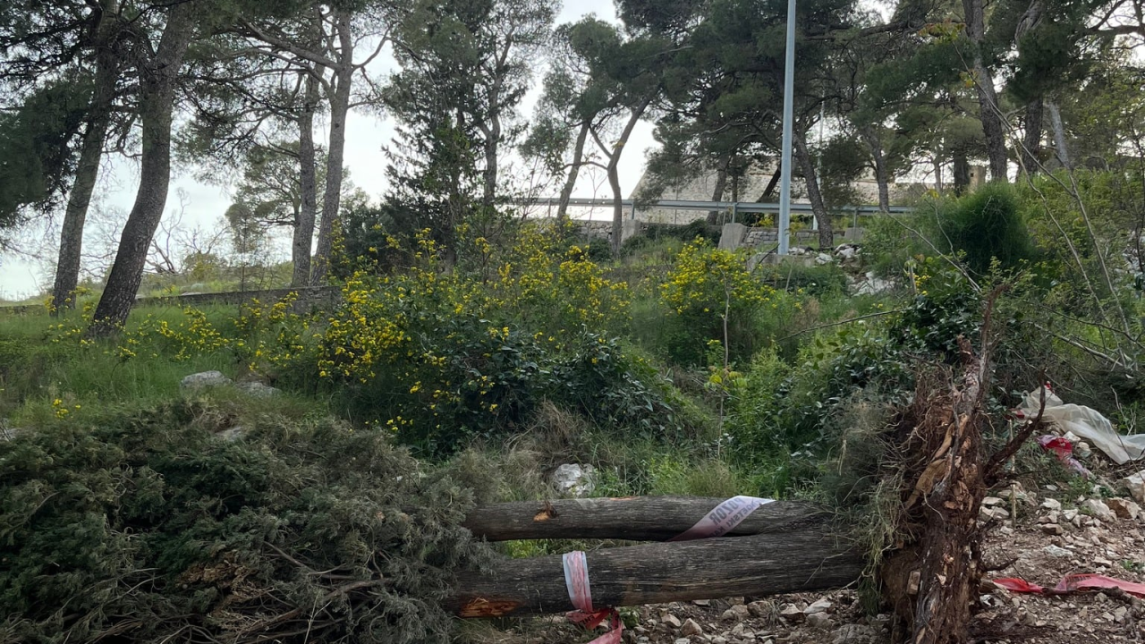 Čempres koji može 'uhvatiti' 800 godina pao u trenu: 'Ajte kvragu svi zajedno, sa svim svojim investicijama'