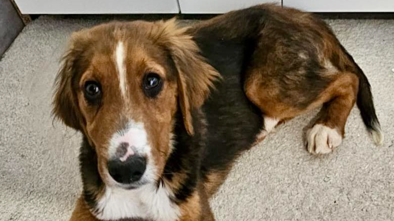 Ako tražite prijatelja koji će vas bezuvjetno voljeti, Milo je možda biće koje vam nedostaje u životu