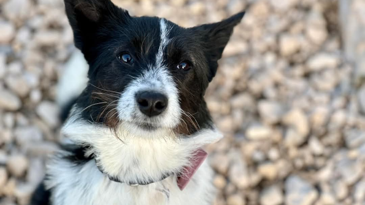 Lucy Lu iz Šibenskih šapa traži dom pun ljubavi – zaslužuje drugu priliku