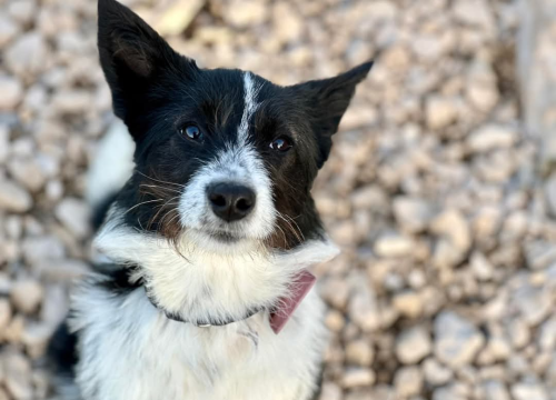 Lucy Lu iz Šibenskih šapa traži dom pun ljubavi – zaslužuje drugu priliku