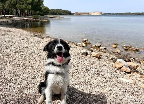 Fotografija 10 - Lucy Lu iz Šibenskih šapa traži dom pun ljubavi – zaslužuje drugu priliku