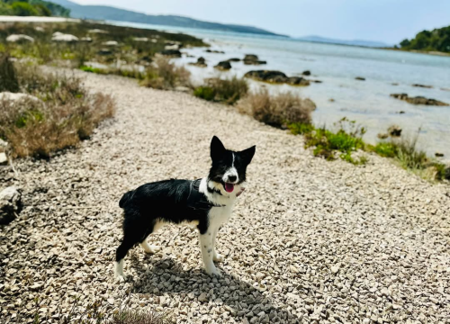 Fotografija 3 - Lucy Lu iz Šibenskih šapa traži dom pun ljubavi – zaslužuje drugu priliku