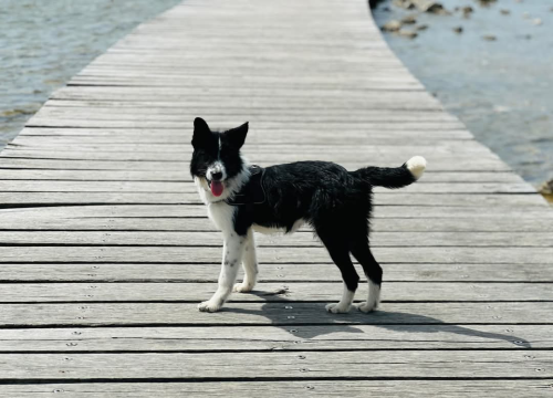 Fotografija 2 - Lucy Lu iz Šibenskih šapa traži dom pun ljubavi – zaslužuje drugu priliku