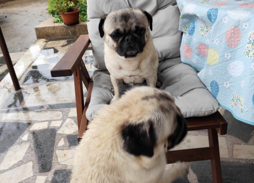 Dva pitoma mužjaka pronađena na Šubićevcu. Mace Funcutice traže vlasnike