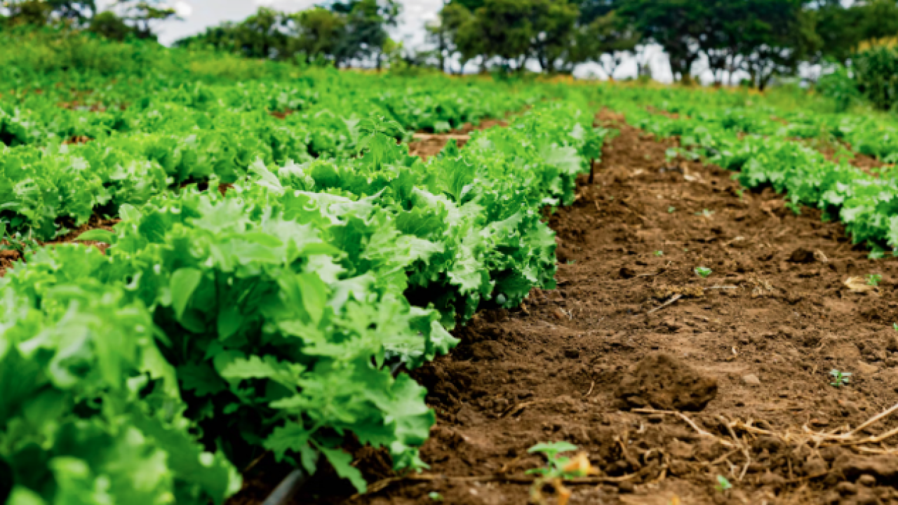 Objavljen 1. LAG natječaj za jačanje konkurentnosti poljoprivrednih gospodarstava