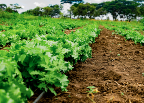 Objavljen 1. LAG natječaj za jačanje konkurentnosti poljoprivrednih gospodarstava