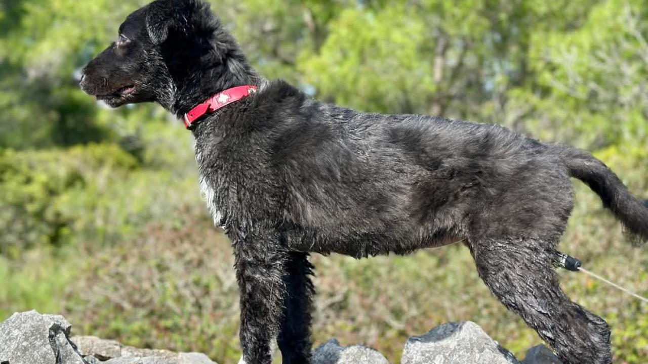 Tri njuškice iz Šibenskih šapa traže svoj zauvijek dom: Upoznajte Kiu, Seija i Ayru