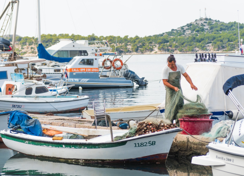 Gdje je nestala? Ulov srdele u Hrvatskoj sve manji
