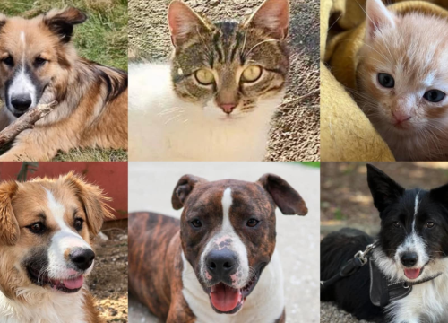 Počela kampanja 'Kombi spasa maca i pasa': Šibenske šape trebaju vozilo za hitne intervencije