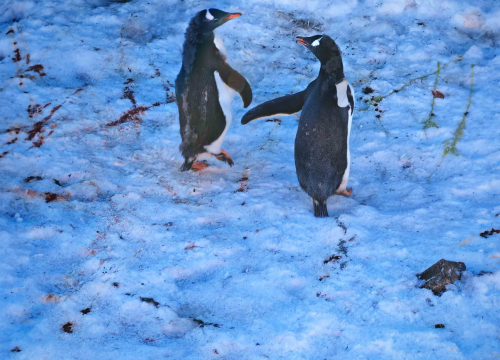 Fotografija 2 - Veliki Gogo, prvi Šibenčanin na Antarktici: 'Skočio sam u more dva puta, a pingvini baš i ne mirišu najbolje'