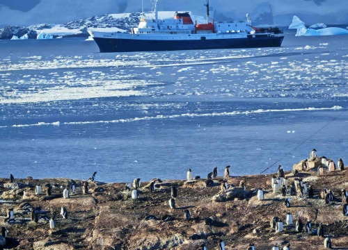 Fotografija 7 - Veliki Gogo, prvi Šibenčanin na Antarktici: 'Skočio sam u more dva puta, a pingvini baš i ne mirišu najbolje'