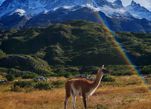 Fotografija 21 - Veliki Gogo, prvi Šibenčanin na Antarktici: 'Skočio sam u more dva puta, a pingvini baš i ne mirišu najbolje'