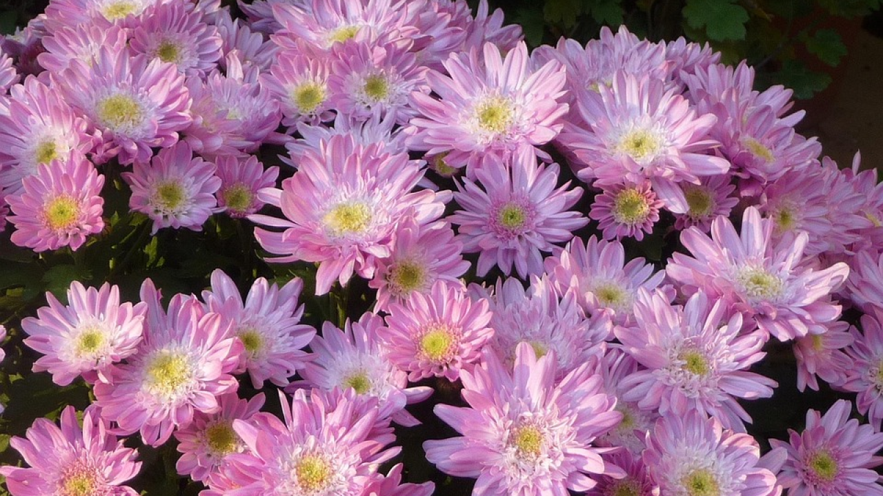 Ove četiri biljke otjerat će sve štetočine iz vašeg vrta