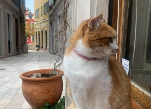 Maca Brigite zaštitno je lice Male lože, a od jučer joj se gubi trag