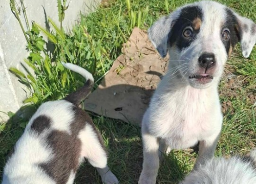 'Ovo ovako ne može dalje': Šibenske šape pozivaju kandidate na izborima da se izjasne o zaštiti životinja