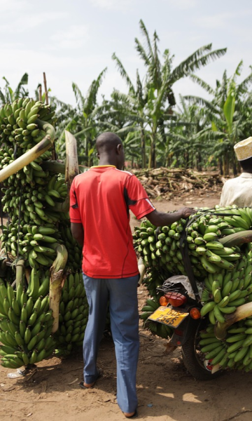 Najkonzumiranije voće na svijetu ozbiljno ugrožavaju klimatske promjene