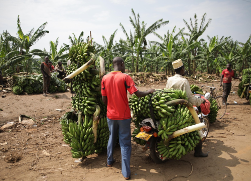 Najkonzumiranije voće na svijetu ozbiljno ugrožavaju klimatske promjene
