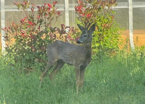 Diskretni podsjetnik na suživot: Neočekivani gost razveselio zaposlenike HRT-a u Kninu