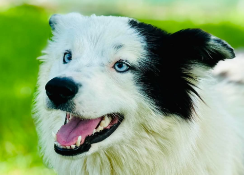 Apel iz Šibenskih šapa: Plavooka ljepotica Dolly traži zauvijek dom