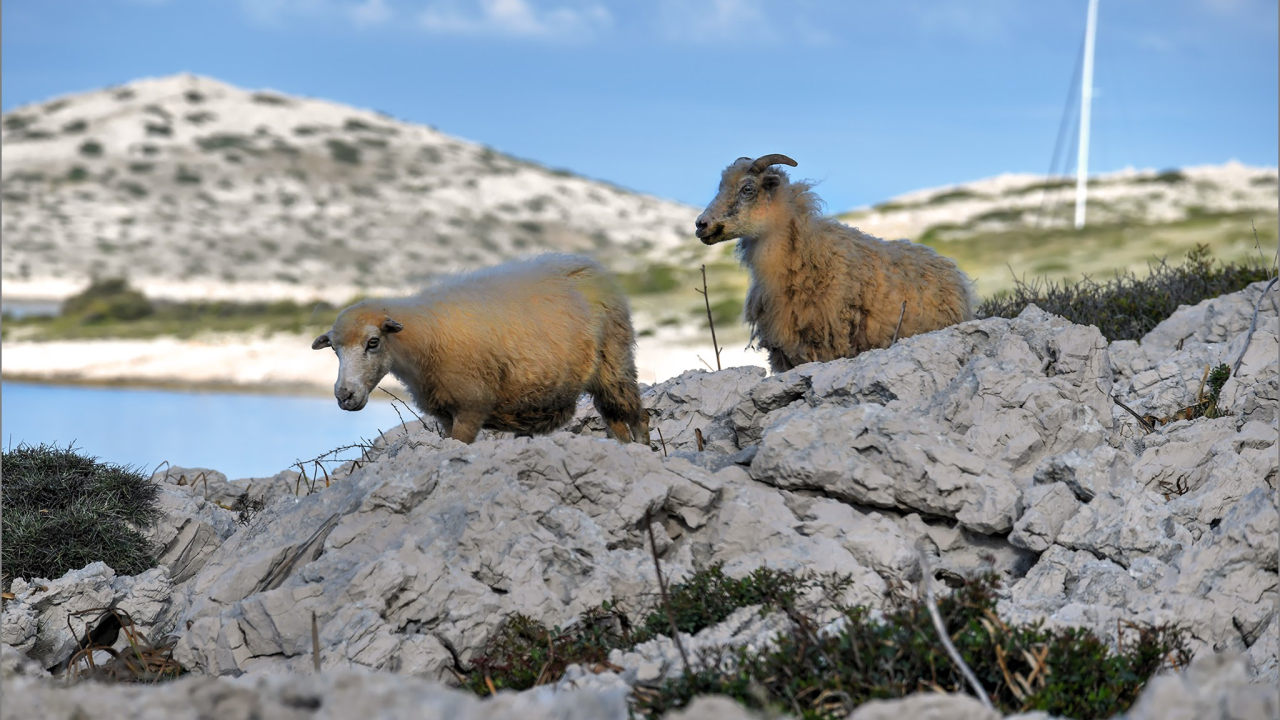 Čagljevi siju strah na Kornatima, Jakov Šikić izgubio skoro 170 ovaca