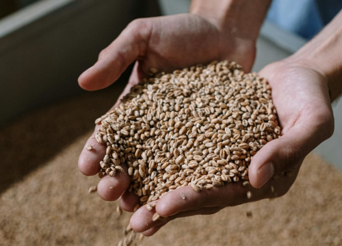 Najstarija žitarica na svijetu idealna je za pripremu laganijih obroka po ljetnim vrućinama