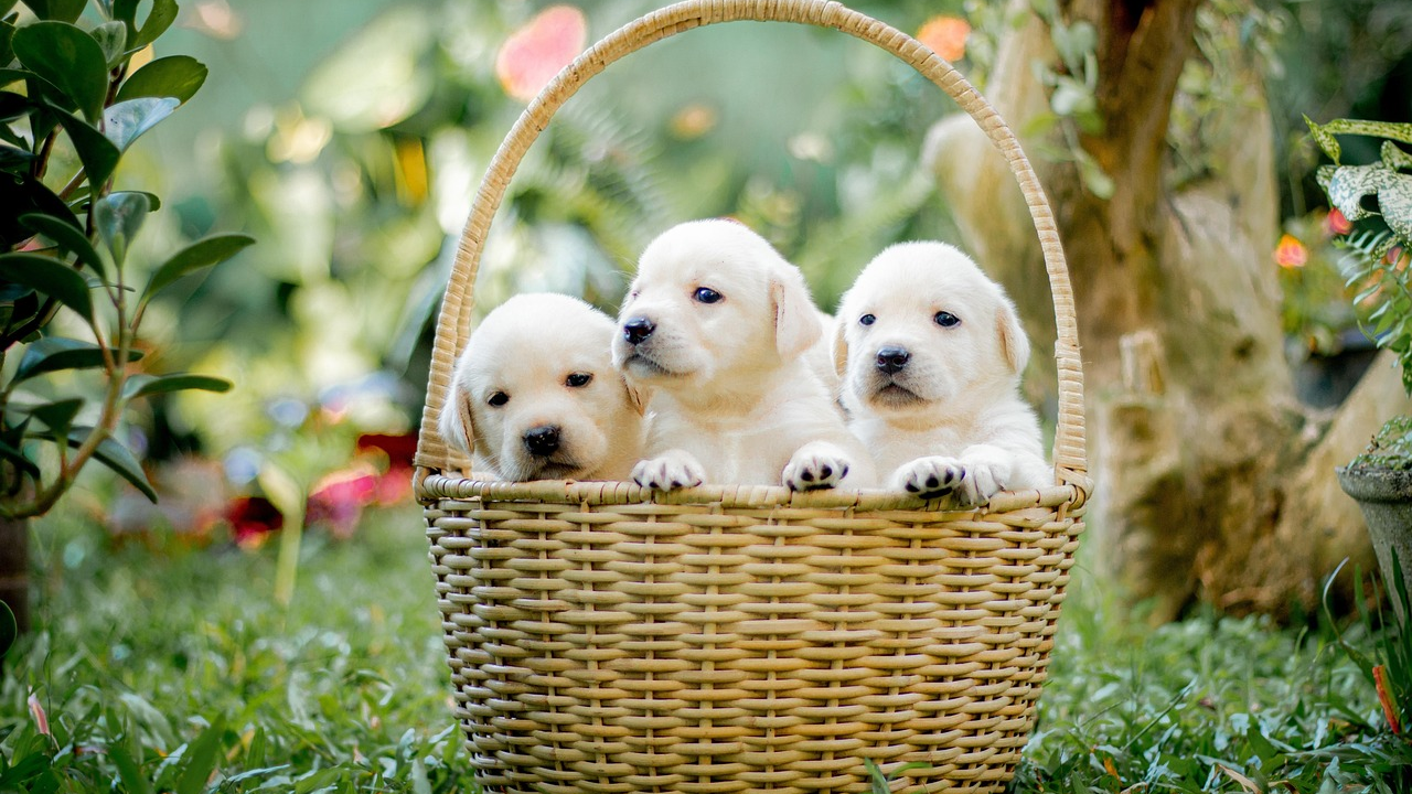 Ove tri pasmine pasa najbolje su za obitelji s puno djece