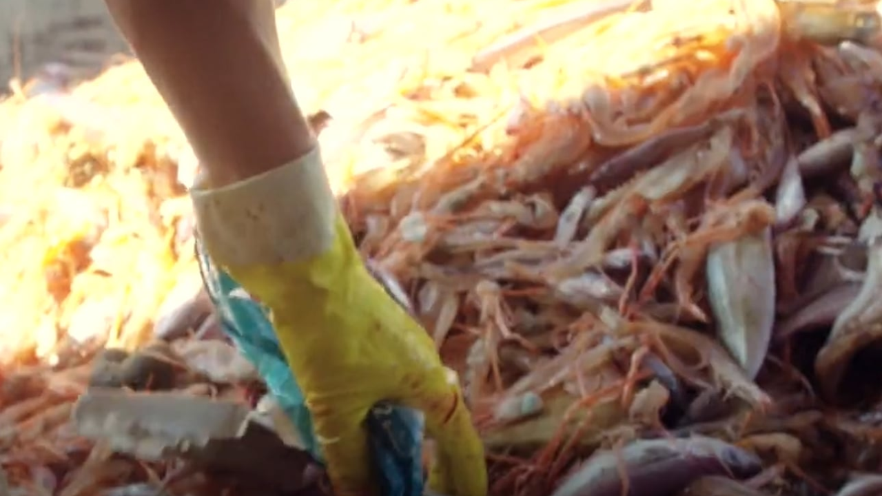 Tribunjski ribari pravi su čuvari mora: Plastika, mreže i otpad vade se s dna Jadrana