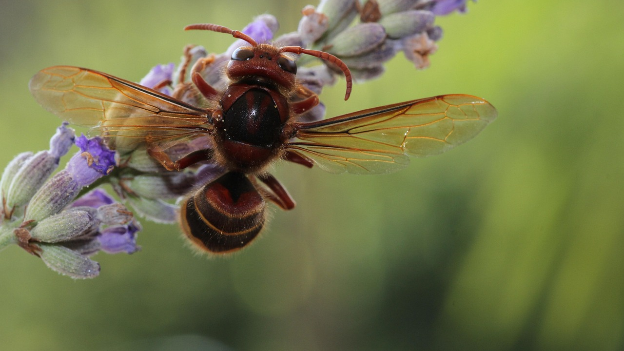 Stršljeni mogu biti agresivni i za alergične opasni, pa vrijedi ponoviti par savjeta kako ih držati podalje