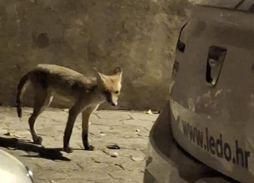 Nesvakidašnja, ali sve češća scena u Šibeniku: Mlada lisica ponovno u noćnoj potrazi za hranom