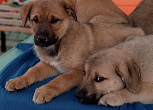 Dirljiva akcija spašavanja kod Drniša: Splitska Zaklada Bestie i djelatnici NP Krka spasili štence kod Roškog slapa