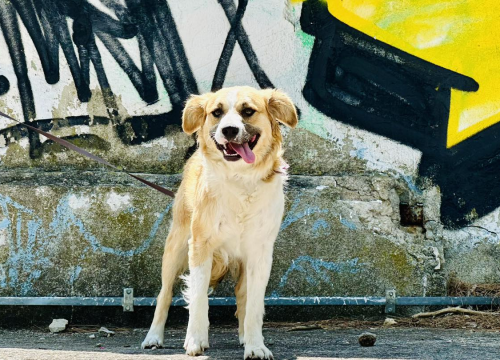 Mlada Destiny iz Šibenskih šapa traži dom pun sigurnosti i ljubavi