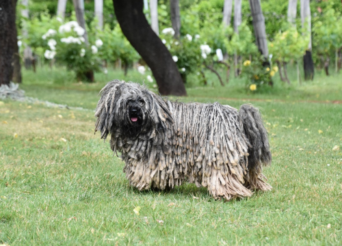 Fascinantni svijet pasa: Ovo je deset najneobičnijih pasmina