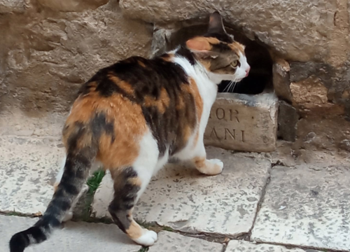 Šibenska ‘urbana legenda’ da je posudica za pse u Kalelargi iz 16. stoljeća samo je još jedna u nizu netočnih priča