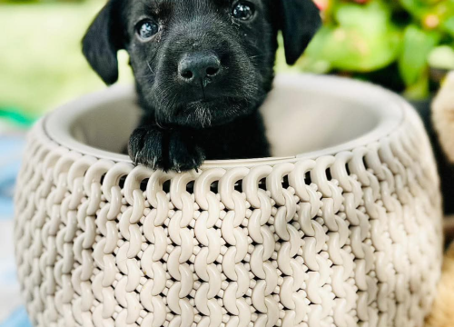 Fotografija 5 - Pomozimo prekrasnoj Luni iz Šibenskih da pronađe dom koji zaslužuje