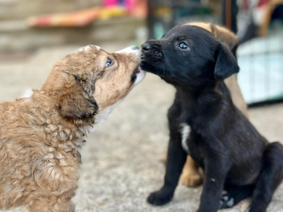 Pomozimo prekrasnoj Luni iz Šibenskih da pronađe dom koji zaslužuje