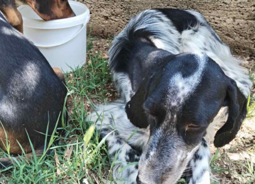 Na izmaku snage dovela je svoje štene do ljudi, borila se, ali nije izdržala: 'Štene ima šansu, ali treba nam vaša pomoć'