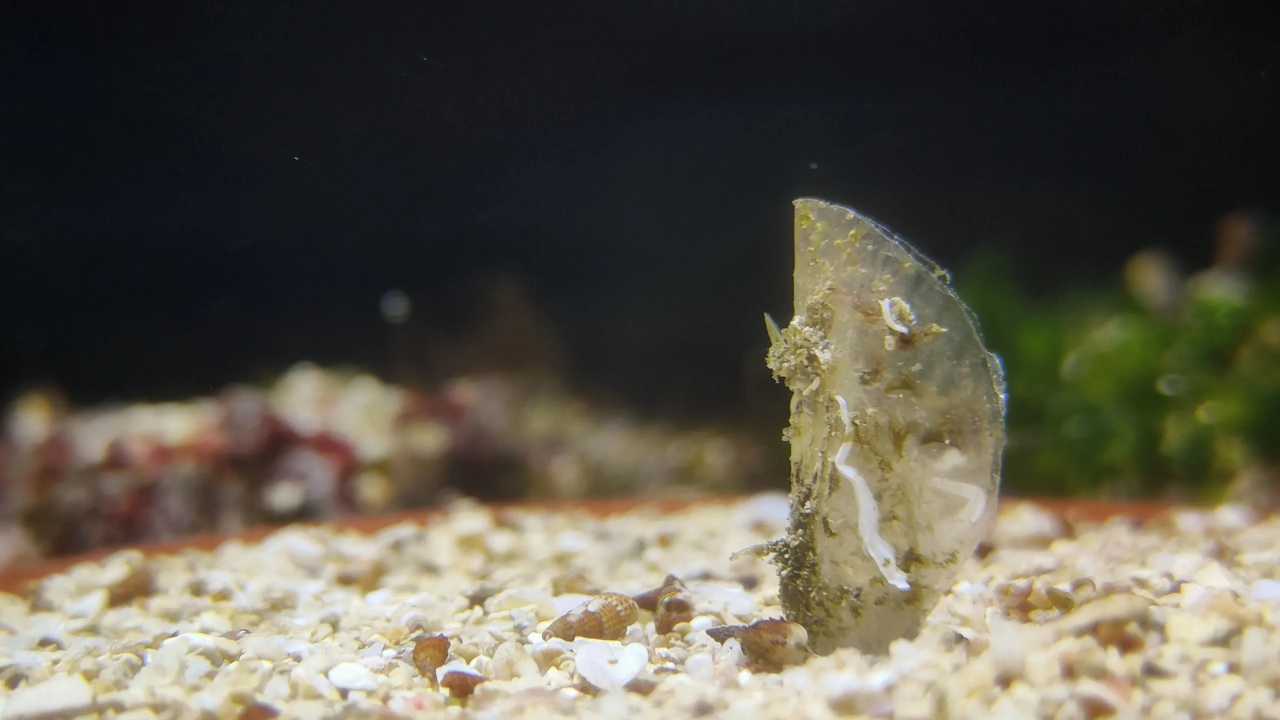 'Očuvanje plemenite periske': Ugrožena vrsta traži vašu pomoć, dojavite opažanja, dajte joj ime i osvojite nagrade