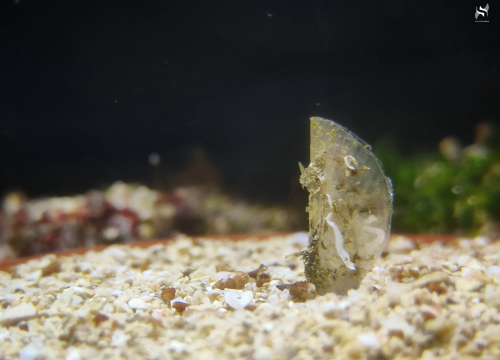 'Očuvanje plemenite periske': Ugrožena vrsta traži vašu pomoć, dojavite opažanja, dajte joj ime i osvojite nagrade