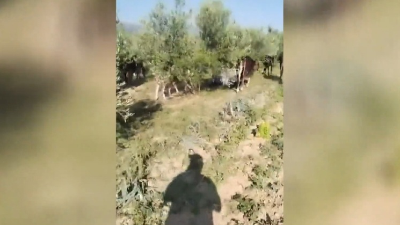 Raspuštena stoka terorizira okolicu Drniša, uništavaju dvorišta, napale i ljude: 'Dokle više?!'